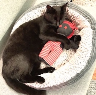 sokpop7.jpeg sokpop7.jpeg